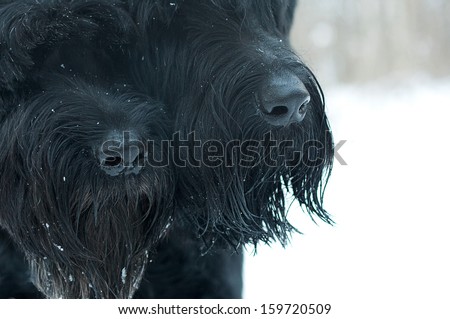 Two canine nose, black noses. Riesenschnauzers. Together.