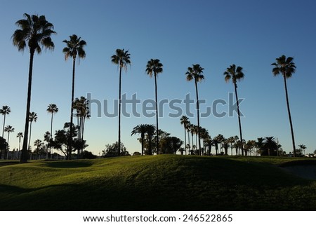 Sunset palm trees. Palm trees silhouetted against a clear blue sky at dusk, inside an ocean of grass.