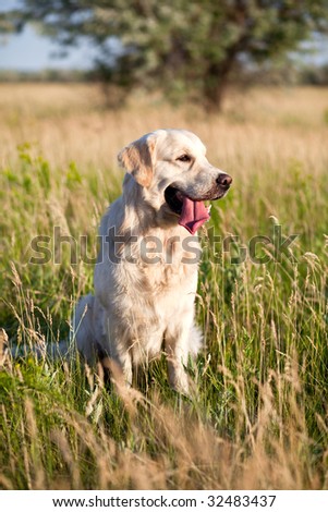 Dog-golden retriever in field