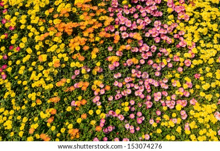 Flower wall background