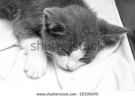 Sleepy kitten on soft bed
