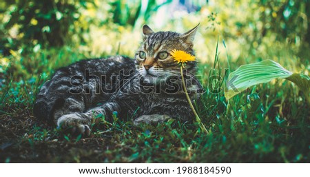 Similar – Foto Bild spielende katze Katze