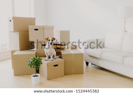 Animals, relocation and moving concept. Small pedigree dog poses on pile of carton boxes with personal hosts belongings, changes place of living together with its owners, empty room with sofa