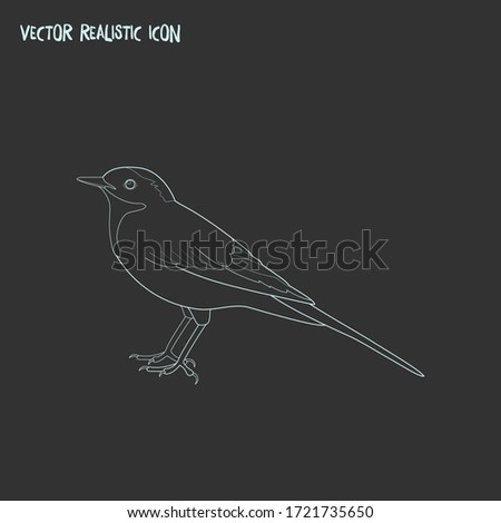 Wagtail icon line element. Vector illustration of wagtail icon line isolated on clean background for your web mobile app logo design.