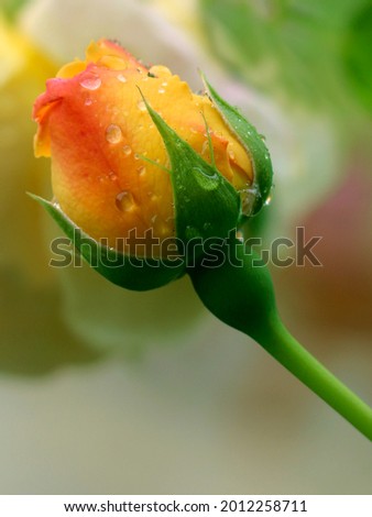 Similar – Image, Stock Photo Raindrops on the rose