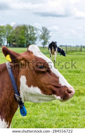 Side view of a cows head, outside in grazing land