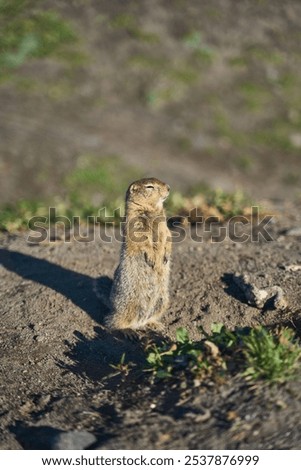 Similar – Foto Bild Schnüffelndes Eichhörnchen im Baum