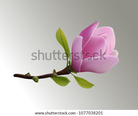 Beautiful magnolia flower, spring flowers. 3D effect. Vector illustration.