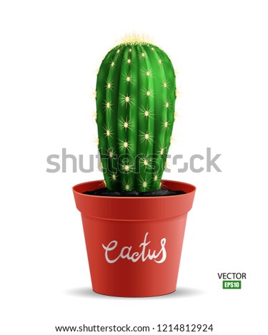 Green cactus in a pot isolated on white background, home plant, flower, exotic, tropics. Realistic vector flower. EPS10