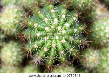 Close up of round cactus covered with sharp spines
