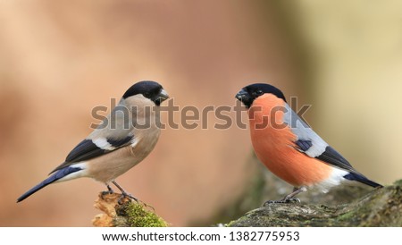 Similar – Image, Stock Photo Bullfinch, Pyrrhula pyrrhula, Eurasian bullfinch