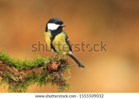 Similar – Image, Stock Photo The little great tit is still a little dazed from the flight against the window. Gently I put it from my hand into the green grass.