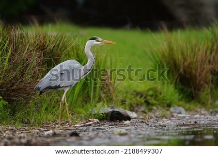 Similar – Image, Stock Photo grey heron birdwatching