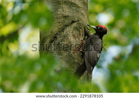 Similar – Image, Stock Photo Black Woodpecker on the moor