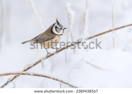 Image, Stock Photo Crested tit in the woods on a branch