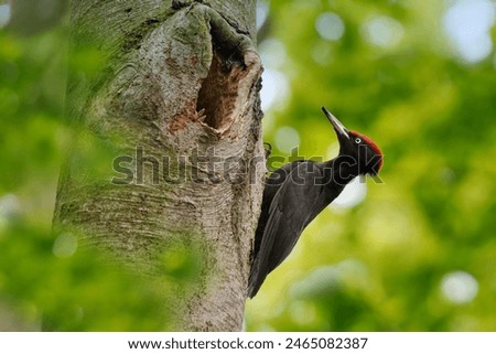 Similar – Image, Stock Photo Black Woodpecker on the moor