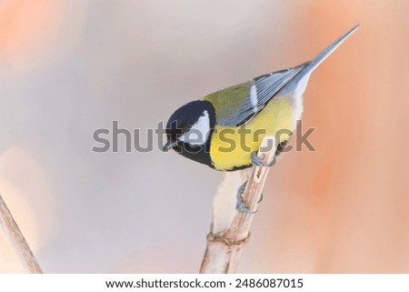 Similar – Foto Bild great tit on a branch in the forest