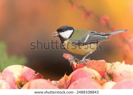 Similar – Image, Stock Photo Great tit on a willow branch