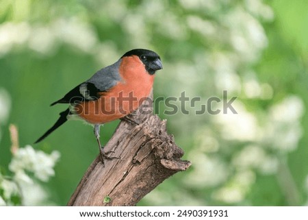 Similar – Image, Stock Photo Bullfinch, Pyrrhula pyrrhula, Eurasian bullfinch