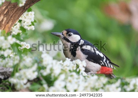 Similar – Image, Stock Photo Great spotted woodpecker on tree trunk