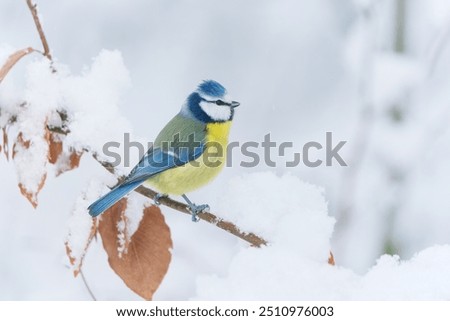 Image, Stock Photo blue tit on a branch near the bird feeder