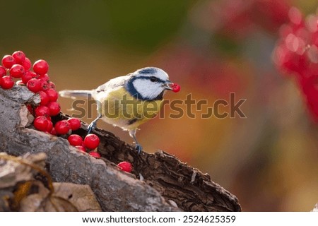 Similar – Image, Stock Photo blue tit on a branch near the bird feeder