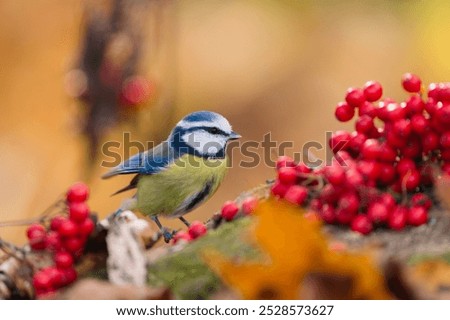 Similar – Image, Stock Photo blue tit on a branch near the bird feeder