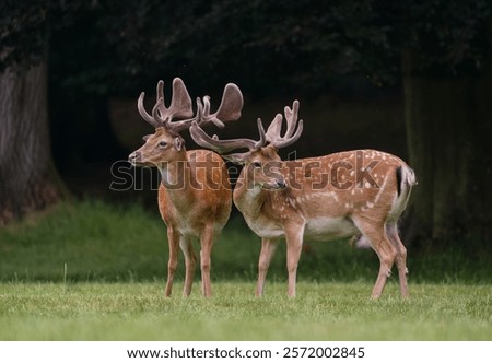 Similar – Image, Stock Photo Fallow deer grazing