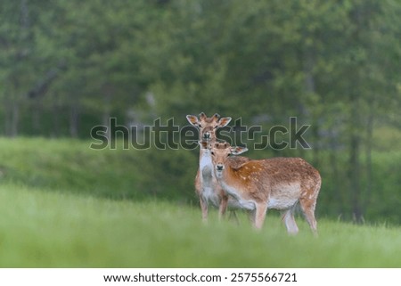 Similar – Image, Stock Photo Fallow deer grazing