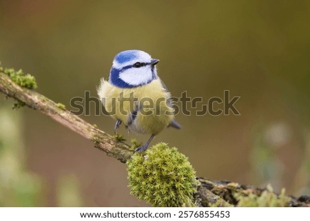 Similar – Image, Stock Photo Nice tit with blue head looking up