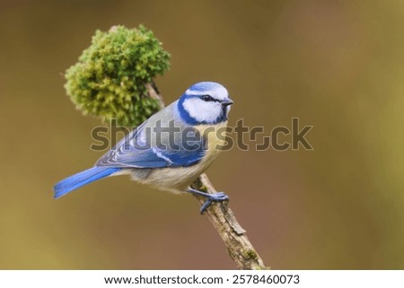 Similar – Image, Stock Photo Nice tit with blue head looking up