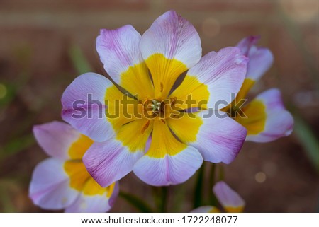 Similar – Image, Stock Photo Tulip Lilac Wonder Light