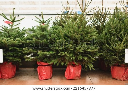 Similar – Image, Stock Photo Christmas tree plant with Nordmann firs covered with hoarfrost