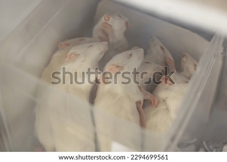 Similar – Image, Stock Photo A small dead frozen mouse lies on its side in the snow