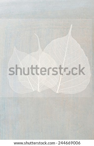 Decorative skeleton leaf isolated