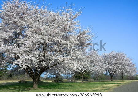 Big cherry tree