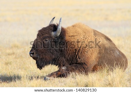 Adult bison lying has a rest in the steppe