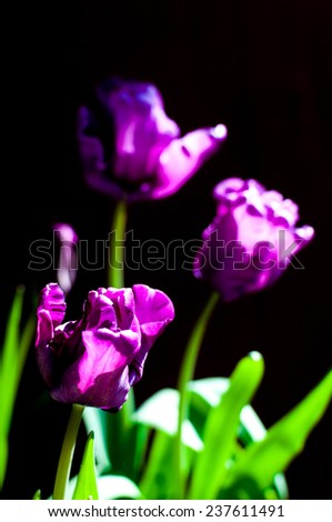 parrot tulip with black background