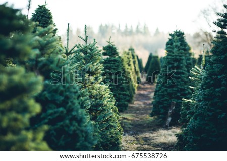 Similar – Green spruce plant growing in park