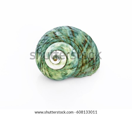 Similar – Image, Stock Photo large spiral sea shell close-up abstract texture macro