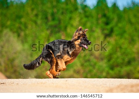 German shepherd puppy running in summer