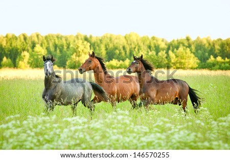 Three horse running trot at flower field in summer