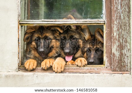Three german shepherd puppy in the window
