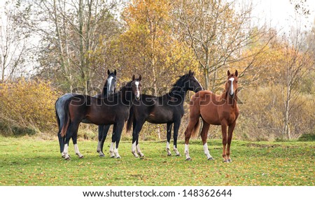 Group of four young horses standing on pasture in autumn