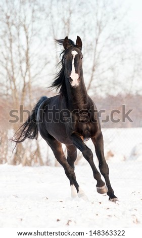 Black horse running in winter