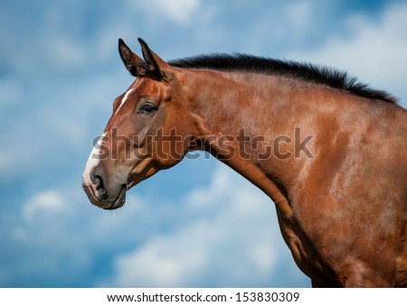 Portrait of bay horse on the blue sky background