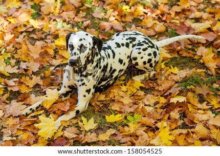 Dalmatian dog lying on the leaves in the park in autumn