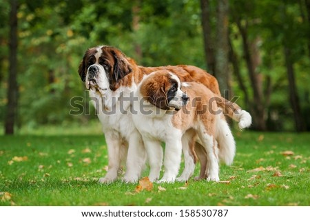 Similar – Image, Stock Photo Bernard mountain dog with broken tusks