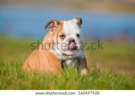 Funny english bulldog puppy licking its nose
