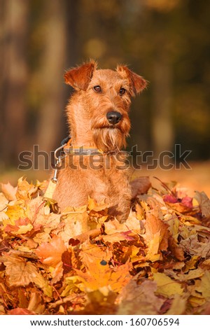 Irish terrier sitting in pile of leaves